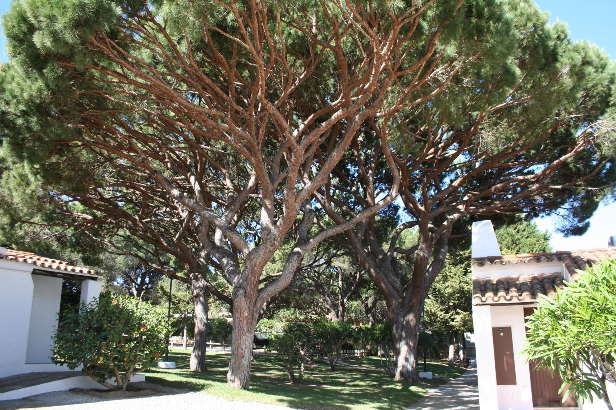 Aldeia Da Falesia Albufeira Exterior foto